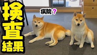 【ご報告】ご心配くださっている柴犬姉妹の健康状態について