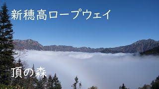 北アルプスの大自然を満喫、新穂高ロープウェイの頂の森から見る雲海と大パノラマ。