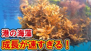 砂漠化した海で急成長する港の海藻が凄い！