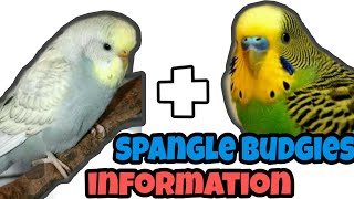 Spangle budgies (single factor) / Normal budgies + spangle budgies = ? Chicks explain in தமிழ்