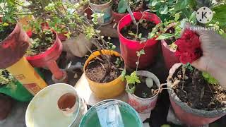 ಹೊಸ ಗಡ್ಡೆ ಗಿಡಗಳು ll  ಬೇಸಿಗೆಯ ತಾರಸಿ ತೋಟ ll summer garden preparation