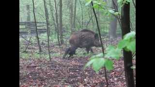 gończy polski IZI - pierwszy raz na zagrodzie cz.2