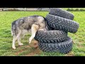 Husky Stuck In A Tyre! #shorts