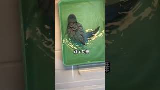 给你们看看小鸟缩水后的样子#鹦鹉 #萌宠  #funny #parrot #birds #pets #cute