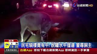 民宅騎樓竟有牛! 脫韁水牛擋道 警尋飼主