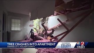 Massive tree crashes into Orange City apartment building