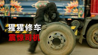 通緝犯想要假扮大猩猩脫逃，誤上了衰神的車 #倫帝電影說 #电影 #电影解说 #影视 #影视解说