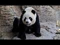 a day at chimelong safari park guangzhou china. panda village @richscenic richscenic