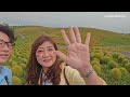 เที่ยวญี่ปุ่น อิบารากิ ใกล้โตเกียว สวน hitachi seaside park ต้นโคเคีย ศาลเจ้าทอง vlog ibaraki ep1