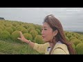 เที่ยวญี่ปุ่น อิบารากิ ใกล้โตเกียว สวน hitachi seaside park ต้นโคเคีย ศาลเจ้าทอง vlog ibaraki ep1