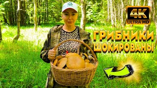 Грибники Впали В Ступор, От Такого Количества Грибов. Тропа Грибника Не Подвела, Грибов Хватит Всем.