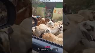 😱🐏ஆட்டு மந்தை 😀🤩@roostervlog2475 #shorts #vlog #trending #nature