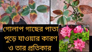 Rose leaf burn problem solution ।। গোলাপ গাছের পাতা পুড়ে যাওয়ার কারণ ও তার প্রতিকার