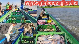 ទន្លេសាប ត្រីចាប់ផ្ដើមអន់ថយបណ្ដើរៗហើយ 🐟😒 || Freshwater Fish Market KH [Ep. 599]