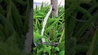 신기한 식물 알보 아스파라거스 메이리 albino plant