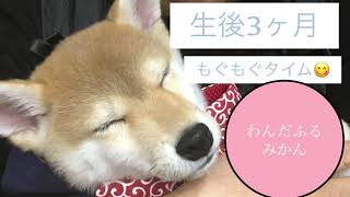 柴犬子犬をはじめておむかえした！おうちに来た日の出来事！柴犬子犬を家族にお迎えしました！❤️