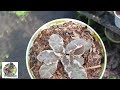 ready bermacam2 episcia import harga ekonomis 14 januari 2024 tiaragarden episcia jualepiscia