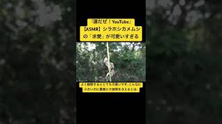 【ASMR】シラホシカメムシの「求愛」が可愛いすぎる #sdgs #クワガタ #虫の音 #asmrsounds #虫の声 #bug #ytshort #mating #love #god