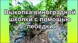 Выкопка виноградной школки с помощью лебёдки