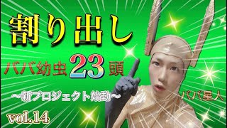 【割り出し】菌床産卵セットから幼虫を発掘‼️(ババオウゴンオニクワガタ)