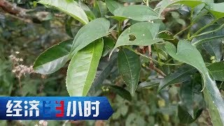 《经济半小时》哭泣的“绿肺” 20191126 | CCTV财经