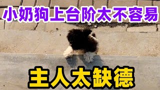 小奶狗台阶上不去，这主人太缺德了