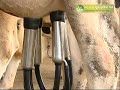 పాలు పితికే యంత్రము milking machine akps