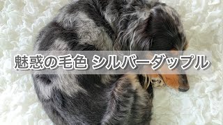 おしゃれで魅力的な毛色シルバーダップル♡