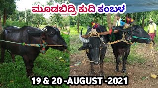 Team Krishnapura Nadumane, Iruvail Doddaguttu, Kadandale ,Panolibailu, Kudhi Kambala | Namma Kambala