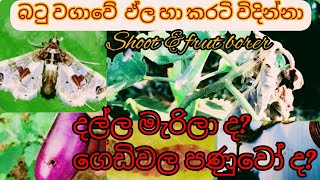 බටු වගාවේ ඵ්ල හා කරටිවිදින්නා Shoot &fruit  borer #brinjal #cultivation