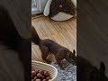 🐿🐿 = ein ziel 🌰 😅 süsse eichhörnchen 😍😍 squirrel eichhornchen lustigetiere