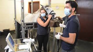 Equine gastric ulcers and gastroscopy