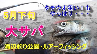 【横須賀市海辺釣り公園】5月下旬ドラゴン狙い！もやっぱり大サバ！