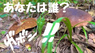 アカヤマドリを求めて…コゲチャイロガワリ？食べる