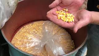 SHTF emergency corn storage: 18 months later