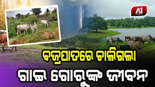 ବଜ୍ରପାତ ନେଲା ୪ ବଳଦ ୨ଟି ଗାଈ ଜୀବନ | GAJPATI NEWS |@a1odisha