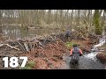 Big Dam For Two - Manual Beaver Dam Removal No.187