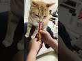 チュールを噛む猫🐈