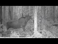 what does wild moose eat elk eat aspen in the forest