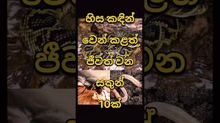 හිස නැතුව පවා මොහොතක් හො වැඩියෙන් ජීවත් විය හැකි සතුන් 10 දෙනෙක්😧😧 #srilanka #animlals #animalskills