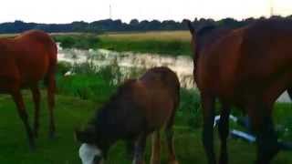 Staines moor horses are friendly 20140914 185839