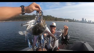 Catching BIG Blue Manna Crabs in the Swan River Perth