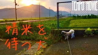 【田舎へ帰ろう】精米を待つシーズー犬【癒し】