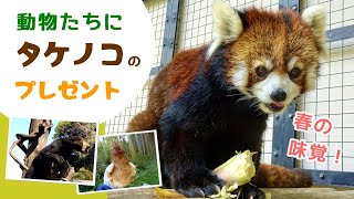 【福岡市動物園】動物たちにタケノコのプレゼント！