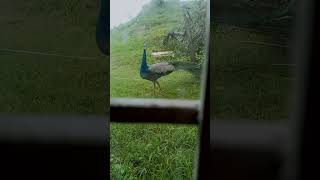 subscribe 👍 vlog soon peacock egg vlog 🔥