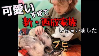 【ジョーブログ】鼻毛のおばちゃんに急に呼び出されて...ブタが可愛い過ぎて､もはや子守り気分。ジョーブログ切り抜き