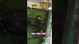 【聽歌🎧猜歌名】🎤海鳥跟魚相愛❤️… #memes #猜歌 #周杰倫