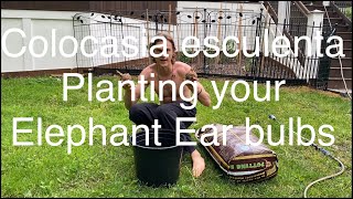 Colocasia esculenta: Planting Your Elephant Ear Bulbs