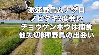 激変野鳥ムナグロ 農耕地チョウゲンボウ