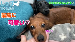 【ダックスフンド】1日眠気と戦った飼い主を5ダックスちゃんに癒してもらう☆【ダックス多頭飼い】【多頭飼い】【Dachshund】【ダックス】